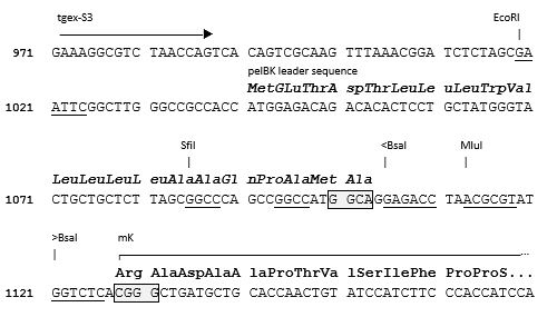 TGEX-LC-mK-Zeo cloning site